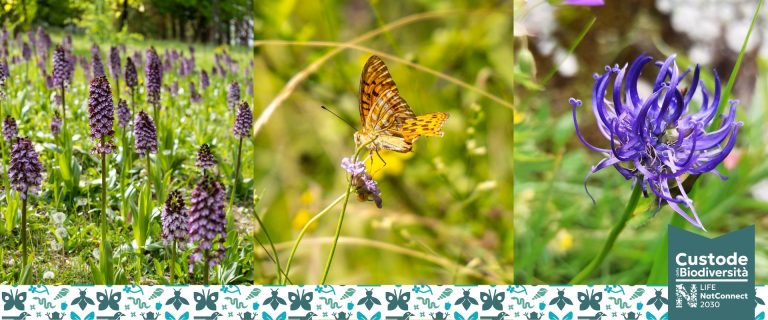 Partecipa al concorso fotografico “Il mio giardino biodiverso”