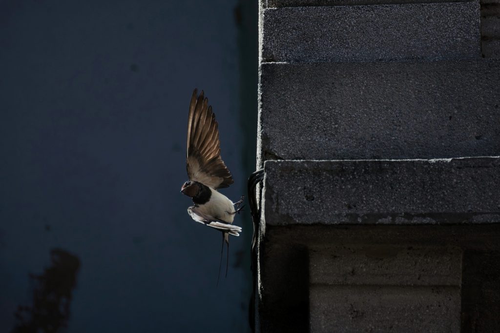 Vincitori del concorso fotografico "Il mio giardino biodiverso" per Lombardia, Piemonte, Veneto, Emilia-Romagna e Provincia Autonoma di Trento.
