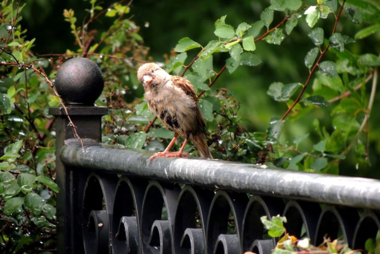 Partecipa al concorso fotografico “Il mio giardino biodiverso – Edizione 2026” – “Questo giardino non è un hotel! …o forse sì.”