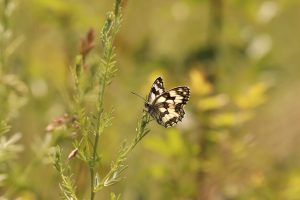 EVENTO ANNULLATO – Passeggiata & concorso fotografico Snap in Nature “Cattura la Biodiversità in una foto a Cascina Belmonte” (Muscoline, BS) | Domenica 24 maggio 2026