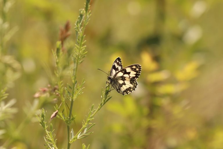 EVENTO ANNULLATO – Passeggiata & concorso fotografico Snap in Nature “Cattura la Biodiversità in una foto a Cascina Belmonte” (Muscoline, BS) | Domenica 24 maggio 2026