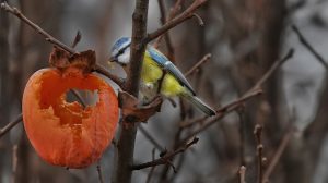 “Il mio giardino biodiverso – Edizione 2026” – “Questo giardino non è un hotel! …o forse sì”: ecco i vincitori del concorso fotografico dedicato alla biodiversità nascosta