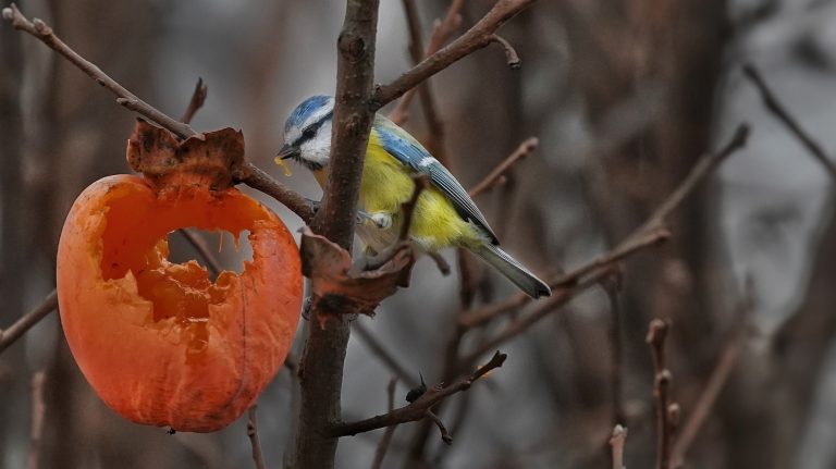 “Il mio giardino biodiverso – Edizione 2026” – “Questo giardino non è un hotel! …o forse sì”: ecco i vincitori del concorso fotografico dedicato alla biodiversità nascosta